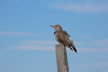 Northern Flicker