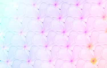 white Plumeria or Frangipani flowers pattern background
