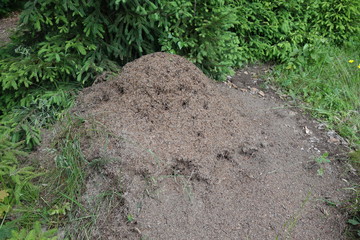 The big ant hill in a coniferous forest