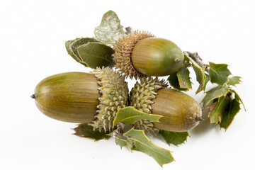Palamut Bitki