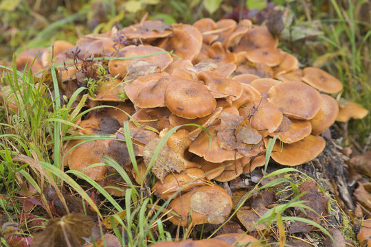 Pilze auf Baumstamm im Herbst