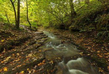 Woodland with river. Northumberland. England. UK.