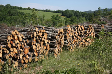 tas de bois