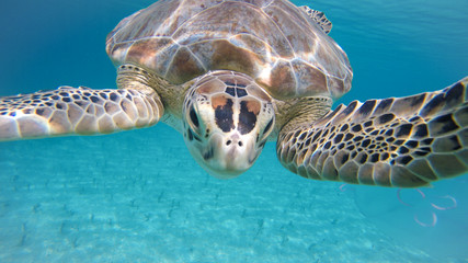Turtle Swimming Underwater Caribbean with Jellyfish