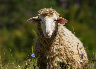 Cute sheep on the meadow