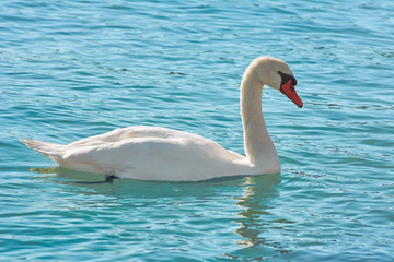 Swan on the Lake