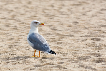 Seagull on Sand