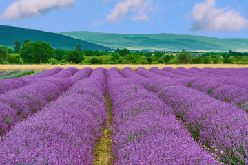 Field of Lavender © Sergej Razvodovskij