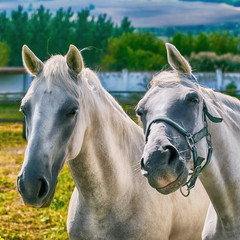 Obraz premium Portrait of Horses
