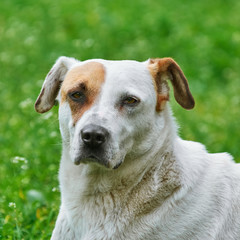 Portrait of Dog