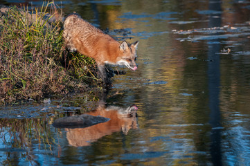 Red Fox (Vulpes vulpes) Licks Nose