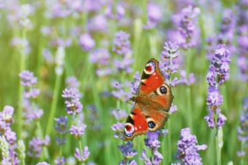 Peacock Butterfly on Lavender