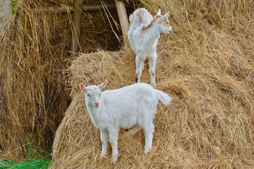 Goatlings on a Hay