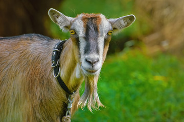 Portrait of Billy Goat