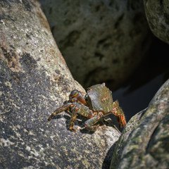 Сrab on Rock