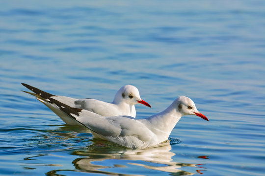 Couple of Seagulls