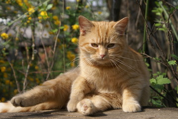 Red-headed cat