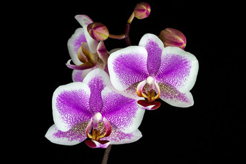 Fototapeta na wymiar Pink-white orchid