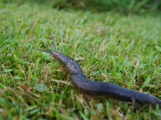 Tigerschnecke