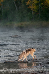 Obraz na płótnie Canvas Grey Wolf (Canis lupus) Sniffs in River