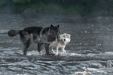 Grey Wolves (Canis lupus) Look Out From River