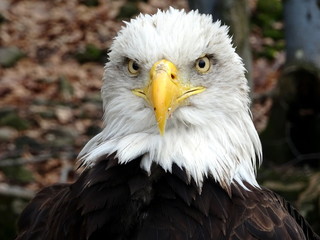 White-tailed eagle