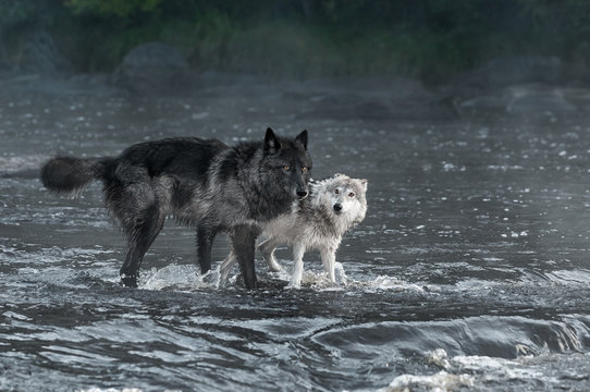 Fototapeta Grey Wolves (Canis lupus) Look Out From River
