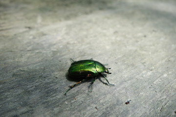 green beetle