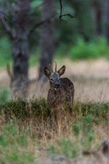 Reh im Gras