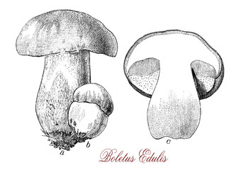 Boletus edulis or cep and also known as king bolete is a fungus which grows in coniferous forests, it has a large brown cap, the stem is white or yellowish. It is considered an excellent food - obrazy, fototapety, plakaty