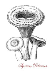 Red pine mushroom or Lactarius deliciosus is an edible mushroom which grows in coniferous forests or pine plantations.It has a carrot orange cap convex to vase shaped