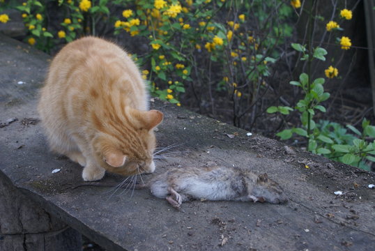 The cat caught the rat