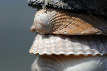 Muscheln, Nahaufnahme