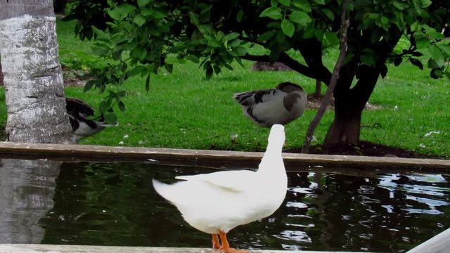 Pato blanco nadando