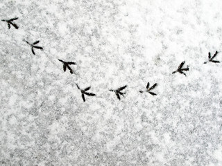 traces of birds in snow