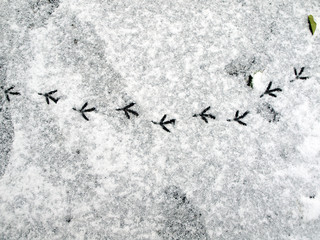 traces of birds in snow