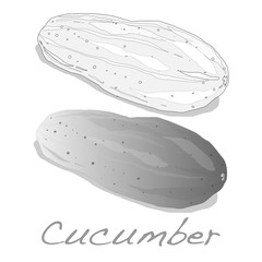 Cucumber vector isolated