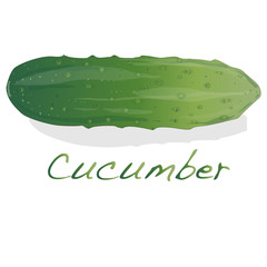 Cucumber vector isolated