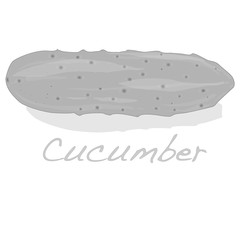 Cucumber vector isolated