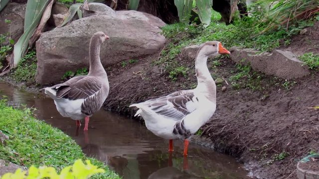 Patos bebiendo agua