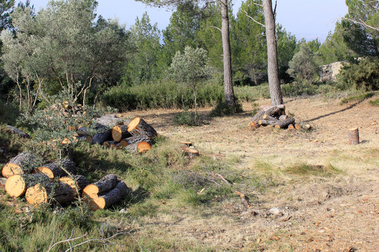 entretien forestier
