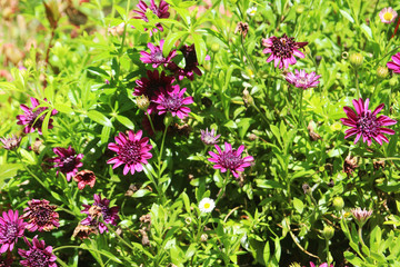 Small violet flowers in a summer day