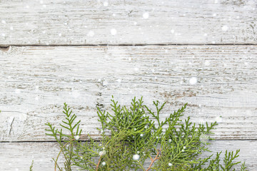 Thuja twigs on wooden background with copy space