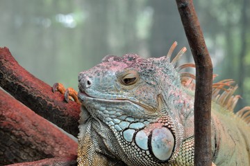Iguane vert