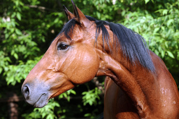 Fototapeta na wymiar Brown horse headshot on a background of green leaves in summer farm