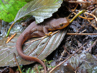 Rough-skinned Newt in the Forest