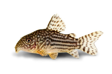 Cory Catfish Corydoras sterbai Sterba's Cory aquarium fish