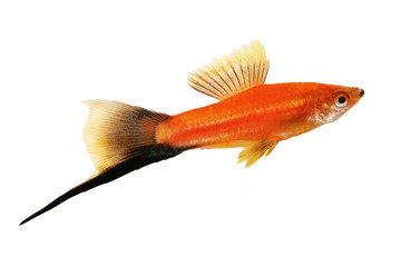 Obraz premium Red Swordtail Male black tail Xiphophorus Helleri aquarium fish isolated on white