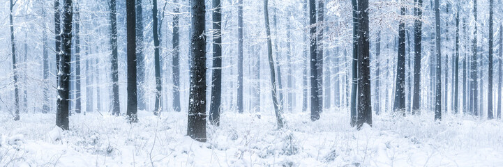 Wald Panorama im Winter