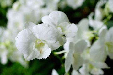 Close up of white Orchid flowers